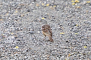 A White-crowned Sparrow Zonotrichia leucophrys Sits on a Patch of Gravel on the Ground at John Heinz National Wildlife Refuge, P