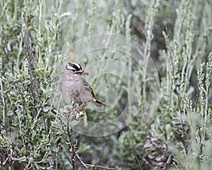 White-crowned Sparrow Zonotrichia leucophrys wild bird