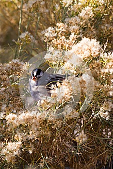 White-crowned Sparrow, Zonotrichia leucophyrs photo