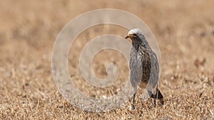 White-crowned Starling in Arid Field