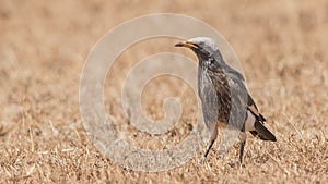 White-crowned Starling in Field