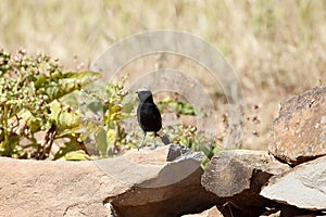 White-crowned wheatear, Oenanthe leucopyga