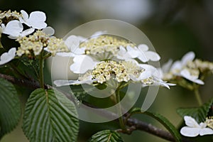 white crusader hawthorn tree