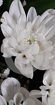 White crysanthemum flowers after being watered