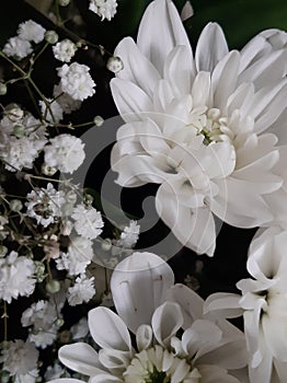 White crysanthemum flowers after being watered