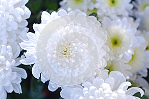 White Crysanthemum flowers. Bouquet of White Flowers, closeup. Flower background.