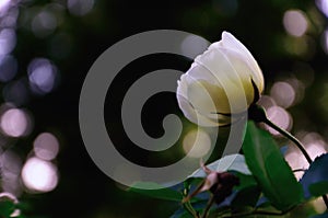 White CrÃ¨me Rose against the Black Background, Framed by Sun Glares