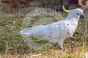 White Cuckatoo in a beachside park at Lorne, Australia