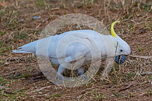 White Cuckatoo in a beachside park at Lorne, Australia