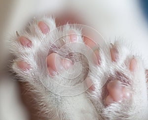 White Cuddle paw pads, pet leg