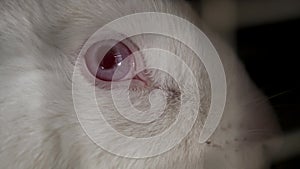 White cuddly rabbit with red eye, close up
