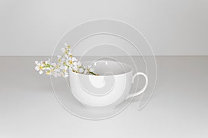 White cup with bird-cherry blossoms on white background.