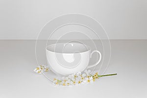 White cup with bird-cherry blossoms on white background.