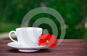 White cup and saucer and red flower on a green background. A cup of tea and a flower against the backdrop of a summer garden.