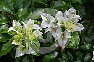 White Tropical Curacao Flower Closeup photo