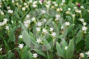 White Curcuma alismatifolia flower or Siam tulip