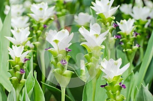 White curcuma flower Curcuma alismatifolia