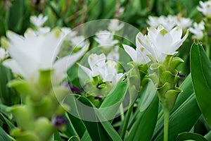 White curcuma flowers siam tulip flower in the plantation garden or park for decorate landscape area or gardening of house