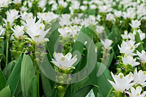 White curcuma flowers or siam tulip flower in the plantation garden or park for decorate landscape area or gardening of house