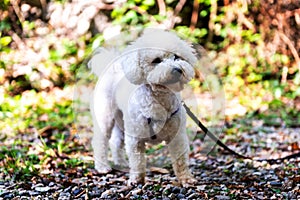 White curly Bishon Frise dog