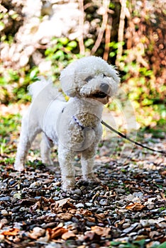 White curly Bishon Frise dog