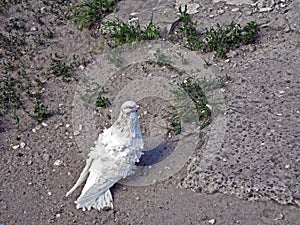 White curly pigeon on the ground with grass