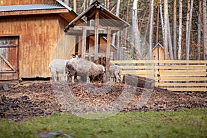 White curly sheep and goats behind a wooden paddock in the countryside