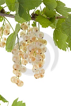 White currant.