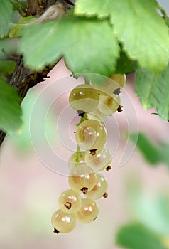 White currant