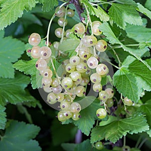 White currant berries