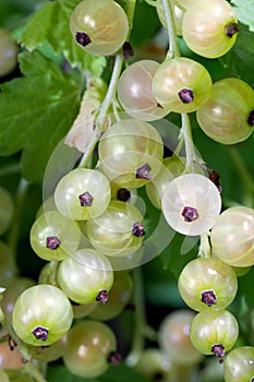 White currant berries