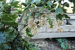 White currant berries at a branch. green leaves