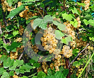 White currant berry branch