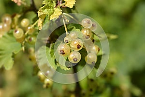 White currant Blanka photo