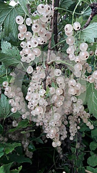 White currant bunch