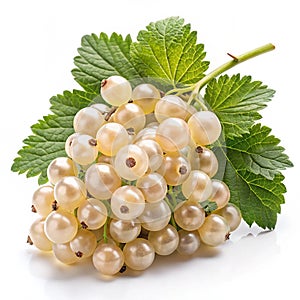 White currant bunch on white background