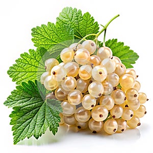 White currant bunch on white background