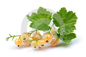 White currant bunch Ribes Rubrum with leaves