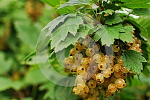 White currant