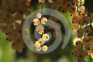 White currant Ribes glandulosum, or rubrum White Grape, or sativum, or silvestre is sweeter than redcurrant and it is its albino photo