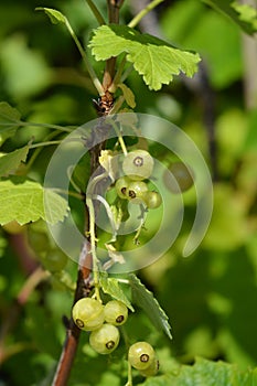 White currant Witte Parel