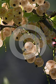 White currants