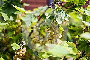 White currants growing on a bush in a summer garden.