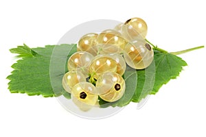 White currants