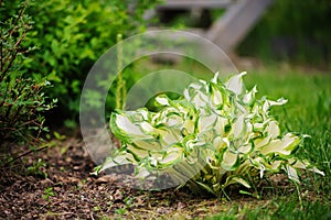White curvy hosta planted in mixed border photo