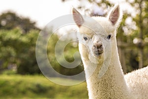 White cute alpaca on the farm