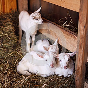 White and cute baby goats in a barn.