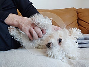 White Cute bichon dog cuddling to the man.