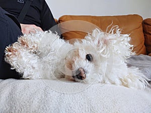 White Cute bichon dog cuddling to the man.