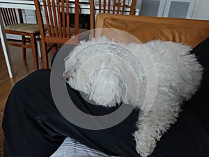 White Cute bichon dog cuddling to the man.